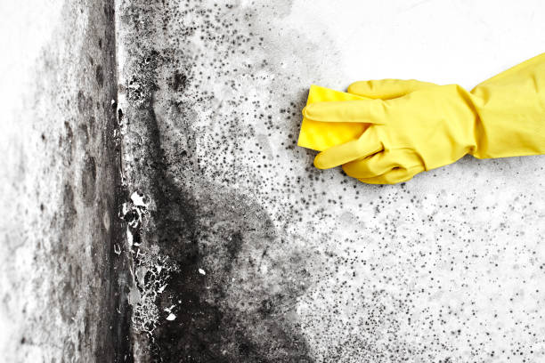 Best Commercial Mold Inspection  in Bidwell, OH