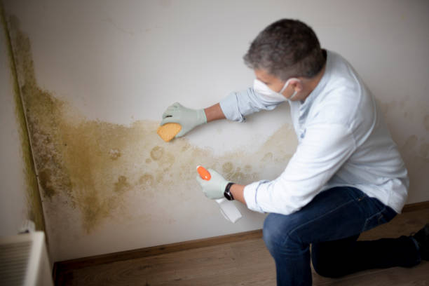 Best Mold Prevention Services  in Bidwell, OH