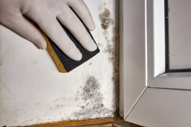 Best Biohazard Mold Removal  in Bidwell, OH